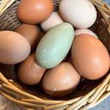 chickenlady_eggs from onlyfans
